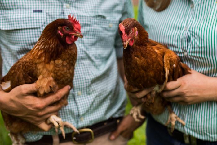 Two people holding chickens