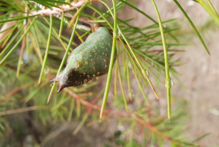 Close up image of Hakea sericea